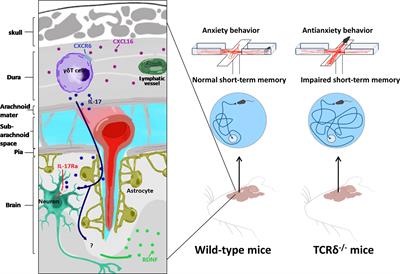 γδ T Cells Participating in Nervous Systems: A Story of Jekyll and Hyde